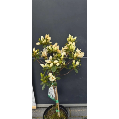 Azalia japońska japonicum "Biała" Na pniu